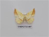 藏品(尺蛾276)的圖片